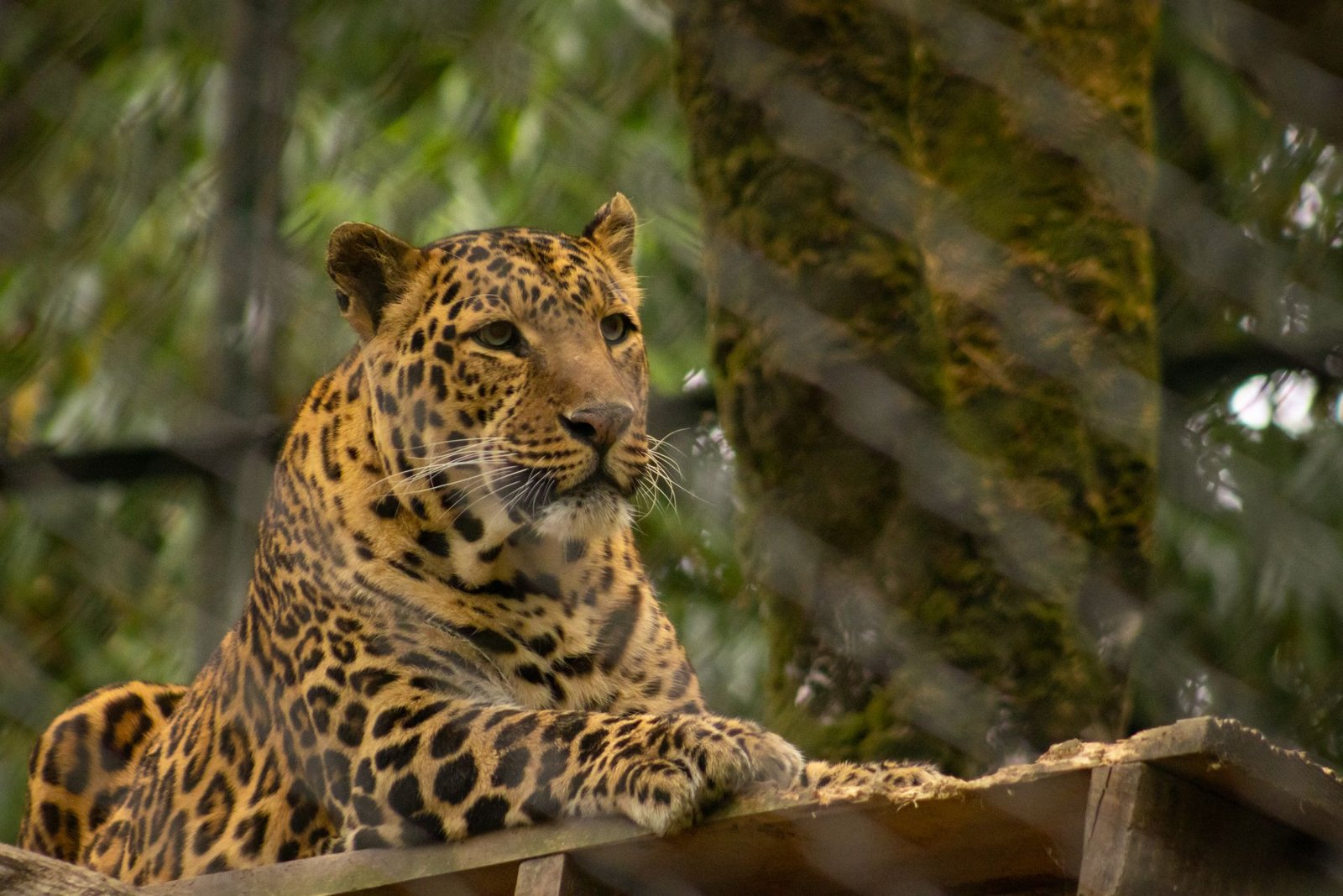 Vem Adventures Safari Experience